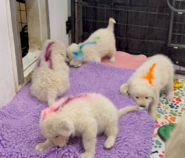 Sevro x Cameo Litter 2-26