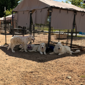 1147956582 Inside Our Maremma Puppy Program