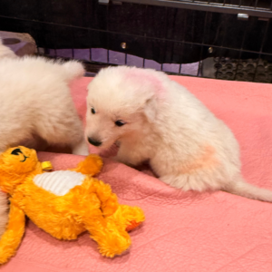 3189709475 Inside Our Maremma Puppy Program