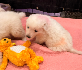 Sevro x Cameo Litter 2-26