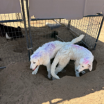 Pax x Electra 11/15/25 Maremma Litter