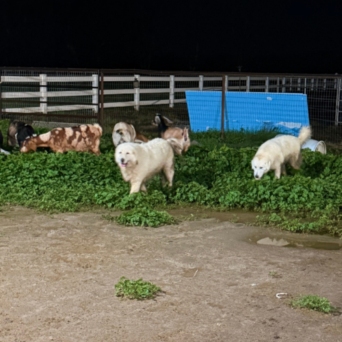 Available Adult & Adolescent LGDs