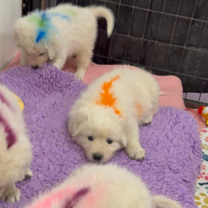 1060745062 Inside Our Maremma Puppy Program