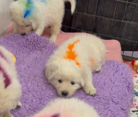 Sevro x Cameo Litter 2-26