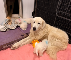 Sevro x Cameo Litter 2-26