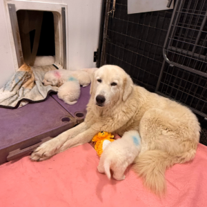 3776089985 Inside Our Maremma Puppy Program