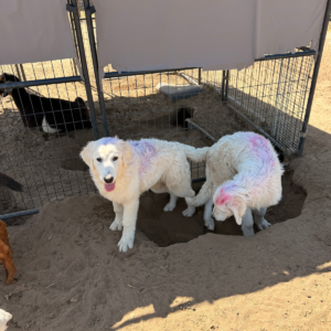 1658705182 Inside Our Maremma Puppy Program