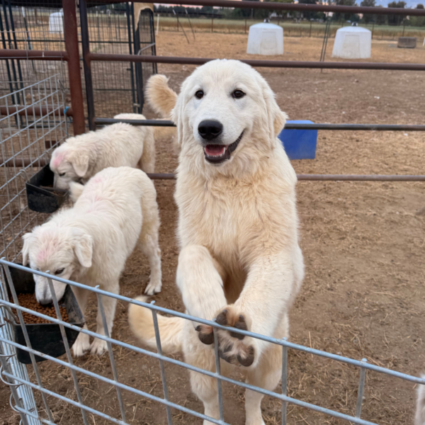 890008701 Carina: Gentle Young Maremma for a Flat-Terrain Farm