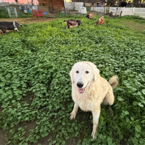 Kazi
