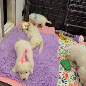 2090659180 Inside Our Maremma Puppy Program