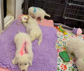 Sevro x Cameo Litter 2-26