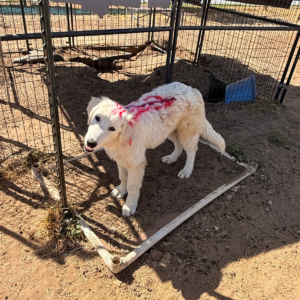 2956209326 Inside Our Maremma Puppy Program