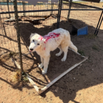 Pax x Electra 11/15/25 Maremma Litter