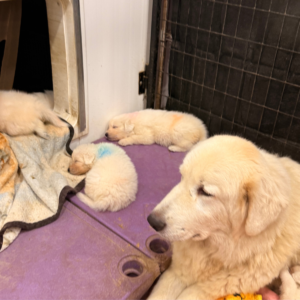 2729954699 Inside Our Maremma Puppy Program