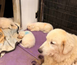 Sevro x Cameo Litter 2-26