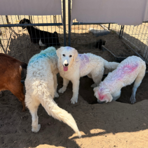 35754059 Inside Our Maremma Puppy Program