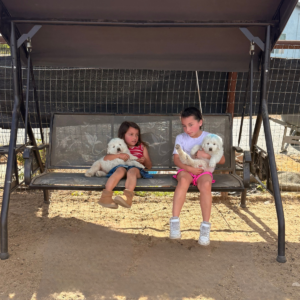 1141430672 Inside Our Maremma Puppy Program