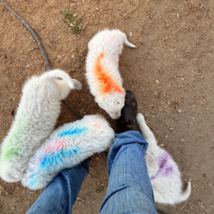 2213686853 Inside Our Maremma Puppy Program