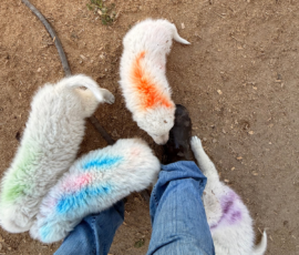 Sevro x Cameo Litter 2-26