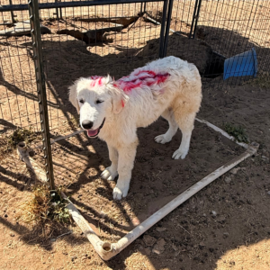 1009423243 Inside Our Maremma Puppy Program