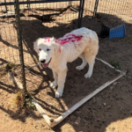 Pax x Electra 11/15/25 Maremma Litter