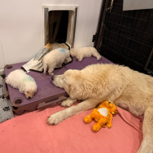 2063826973 Inside Our Maremma Puppy Program