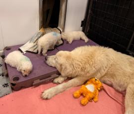 Sevro x Cameo Litter 2-26