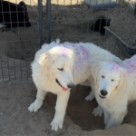 Pax x Electra 11/15/25 Maremma Litter