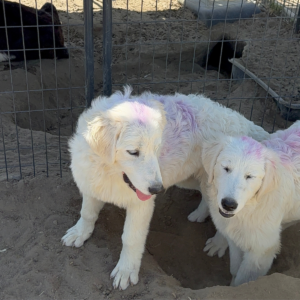 4229432327 Inside Our Maremma Puppy Program