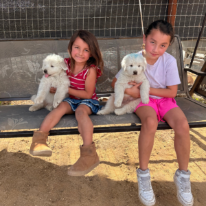 3435313200 Inside Our Maremma Puppy Program