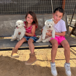 Pippin & Lia Litter 3/26