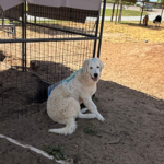 Pax x Electra 11/15/25 Maremma Litter