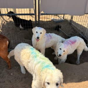 3509854063 Inside Our Maremma Puppy Program