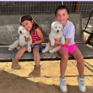 2719764566 Inside Our Maremma Puppy Program