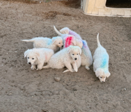 Sevro x Cameo Litter 2-26