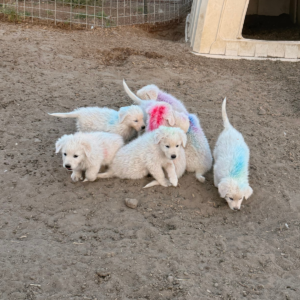 785421910 Inside Our Maremma Puppy Program
