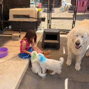 548155949 Inside Our Maremma Puppy Program