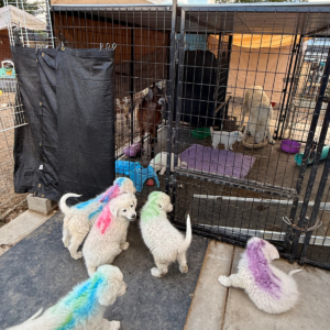 2863150174 Inside Our Maremma Puppy Program