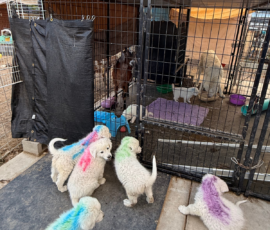 Sevro x Cameo Litter 2-26