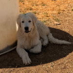 Pax x Electra 11/15/25 Maremma Litter
