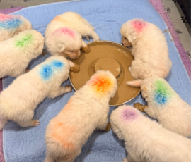 Sevro x Cameo Litter 2-26