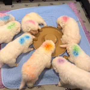 3867211894 Inside Our Maremma Puppy Program