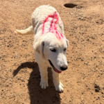 Pax x Electra 11/15/25 Maremma Litter