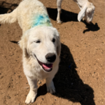 Pax x Electra 11/15/25 Maremma Litter