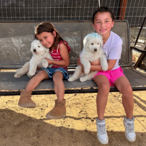 1430160475 Inside Our Maremma Puppy Program