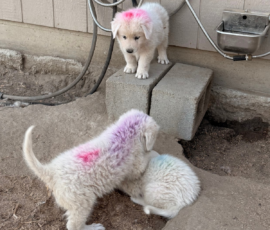 Sevro x Cameo Litter 2-26