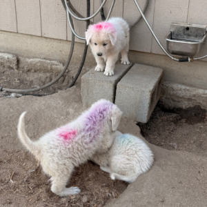 2293357099 Inside Our Maremma Puppy Program