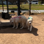 Pax x Electra 11/15/25 Maremma Litter
