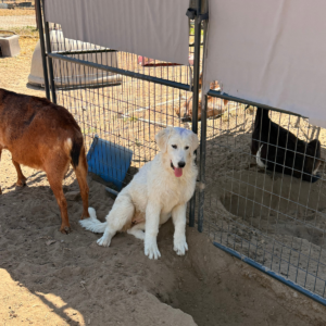 1884831062 Inside Our Maremma Puppy Program