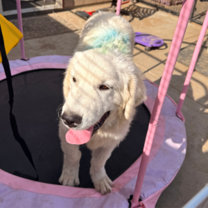 2117087635 Inside Our Maremma Puppy Program